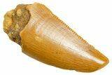 Serrated Raptor Tooth - Real Dinosaur Tooth #364878-1